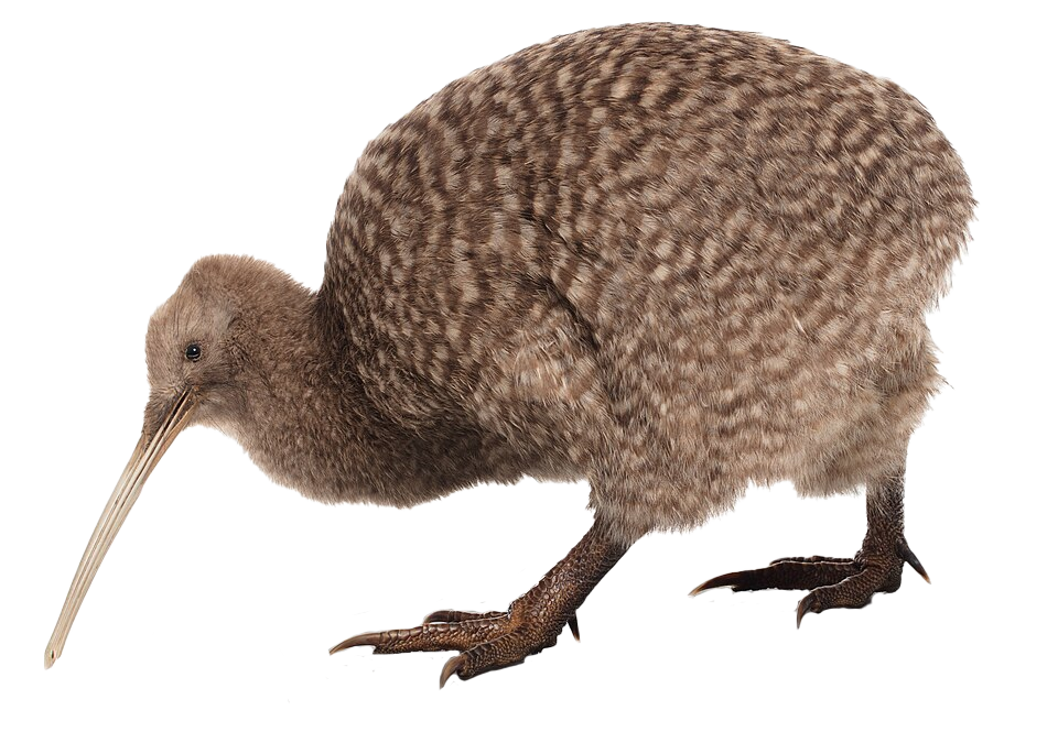 kiwi bird side profile
